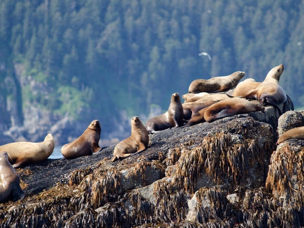  Gấu nâu không phải là loài động vật hoang dã duy nhất mà du khách có thể nhìn thấy ở Alaska. Đi xa hơn về phía bắc, tới Vườn quốc gia Fjords để gặp những chú hải sư béo bự đáng yêu…