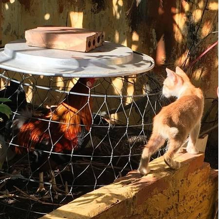 Và rồi trên sân thượng ngay giữa trung tâm thành phố lại có một vùng quê thanh bình đến lạ như thế này. Ảnh: carmenncm