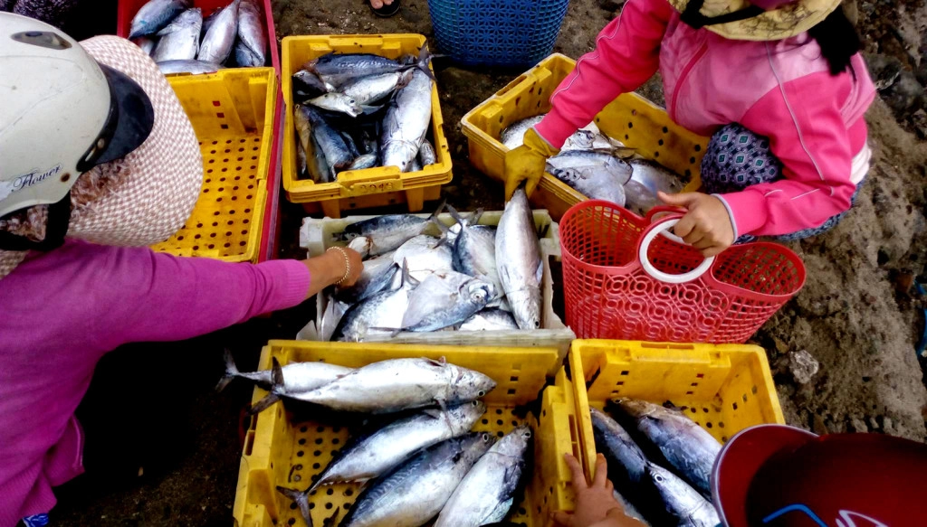 an-choi-ba-ngay-o-dao-phu-quy-chua-den-hai-trieu-dong-ivivu-14