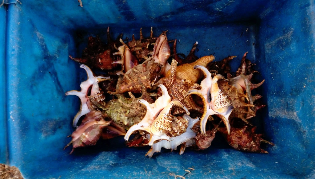 an-choi-ba-ngay-o-dao-phu-quy-chua-den-hai-trieu-dong-ivivu-15