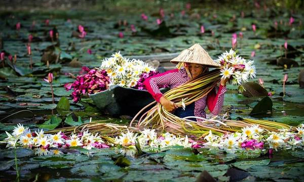 Tuy nhiên, phong cảnh An Giang mùa nước nổi lại đẹp dịu dàng với hoa súng đua nở, hoa điên điển rực một màu vàng trên mặt nước.