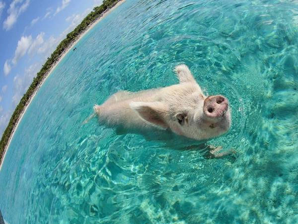 Bơi cùng những chú lợn đáng yêu ở Exuma, Bahamas. anphoviet1trong100viecphaithutrongdoi-ivivu-7