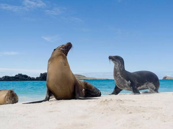 Quan sát rùa biển khổng lồ và sư tử biển ở quần đảo Galapagos. anphoviet1trong100viecphaithutrongdoi-ivivu-9
