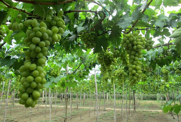 Bạt ngàn ruộng nho xanh ở trang trại nho Ba Mọi. Ảnh: Xuân Lộc an-va-chup-anh-da-doi-o-cac-vuon-nho-ninh-thuan-ivivu-1