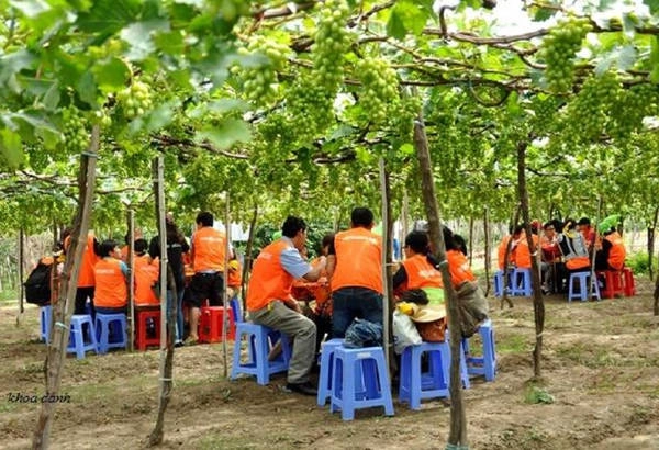 Thưởng thức những bữa ngon, nhâm nhi ly rượu vang cùng với món tráng miệng nho tươi ngay tại vườn là một trải nghiệm tuyệt vời. Ảnh: Trường Khoa an-va-chup-anh-da-doi-o-cac-vuon-nho-ninh-thuan-ivivu-2