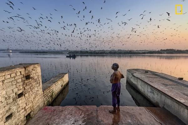 Một người đàn ông ở Delhi vừa tắm sông Yamuna vừa ngắm nhìn bầy chim trời bay lượn. Yamuna là một trong những con sông thiêng liêng nhất ở Ấn Độ, nhưng cũng là một trong những khu vực bị ô nhiễm nặng nhất - Ảnh: Yogesh Gupta