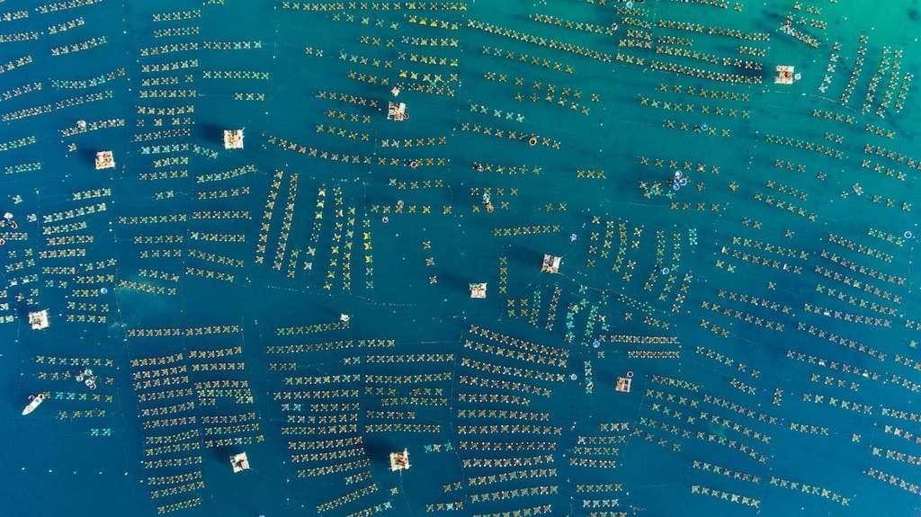 Những lồng nuôi tôm được nối ghép với nhau thành một mảng họa tiết khổng lồ ở giữa vùng biển phía nam thuộc tỉnh Phú Yên. Ảnh: Tran Tuan Viet.