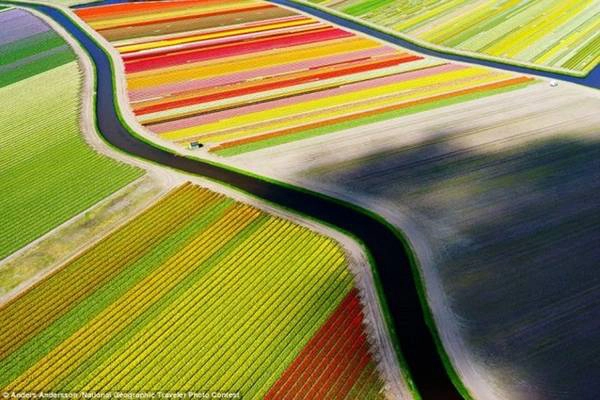 Toàn cảnh rực rỡ sắc hoa tulip tại thị trấn Voorhout (Hà Lan). Ảnh: Anders Andersson/National Geographic. Toàn cảnh rực rỡ sắc hoa tulip tại thị trấn Voorhout (Hà Lan). Ảnh: Anders Andersson/National Geographic.