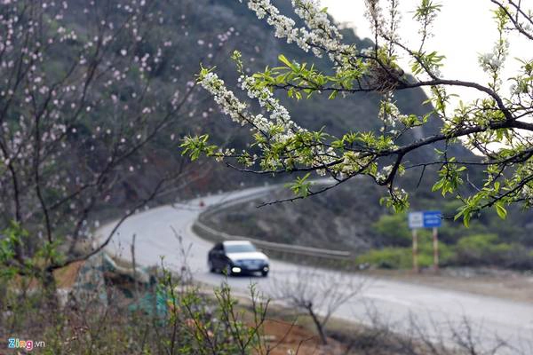 Dịp cuối đông, đầu xuân, trên mọi miền Tổ quốc, các loài hoa đua nhau nở rộ, thu hút sự chú ý của đông đảo giới trẻ, du khách thập phương. Ảnh: Quang Trung.