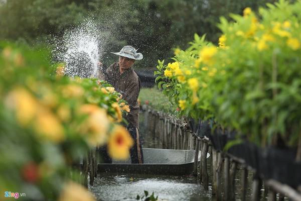 Các loài mai, sung, si, khế, cau, quất... qua tay các nghệ nhân lành nghề trở nên đẹp mắt, mang lại giá trị kinh tế cao.