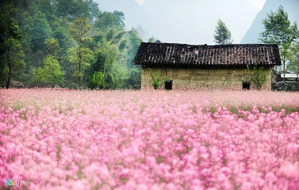 Hà Giang: Vào mỗi dịp cuối tháng 10, đầu tháng 11 hàng năm, nơi đây lại đón đông đảo du khách đổ về ngắm hoa tam giác mạch. Đây là loài hoa mong manh nhưng mang vẻ đẹp đầy sức sống, can trường của thiên nhiên vùng cao nguyên đá. Tam giác mạch là cây thuộc họ nhà lúa, được nảy lên từ mày lúa, mày ngô, nên gọi là mạch. Cánh hoa chụm lại thành hình chóp nón, có ba mặt tam giác giữ ở giữa là một hạt mạch quý.