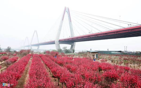 Làng Nhật Tân, Phú Thượng (Hà Nội): Đây là nơi trồng nhiều hoa đào nhất thủ đô. Người dân trong làng sống chủ yếu bằng nghề trồng đào cảnh. Kỹ thuật trồng đào ở đây là ghép cành đào bích vào gốc đào quả để tạo ra cây đào lai gốc khoẻ, mà hoa vẫn đẹp, bông đều.