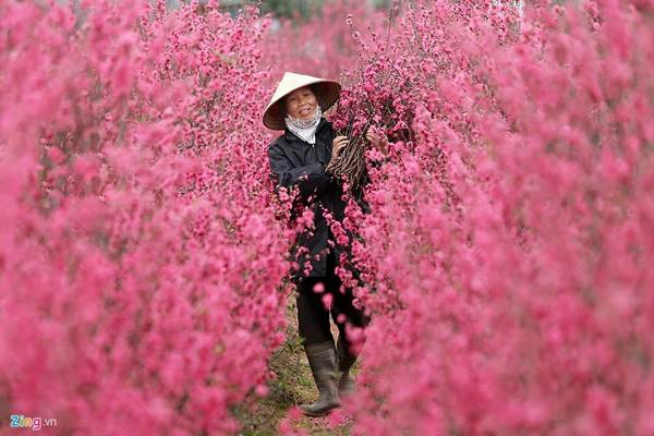 Người trồng đào còn có kinh nghiệm việc sửa tán tạo thành cây tròn, đẹp đều, đặc biệt là việc hãm đào cho nở đúng vào dịp Tết Nguyên Đán. Mỗi năm, từ ngày 20 tháng Chạp trở đi, đào Nhật Tân được đem đi bán tại các chợ ở Hà Nội. Nhiều cây giá lên tới hàng chục triệu đồng.