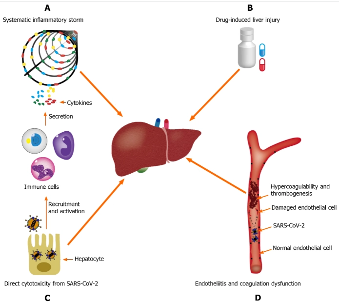 virus covid-19 ảnh hưởng đến gan