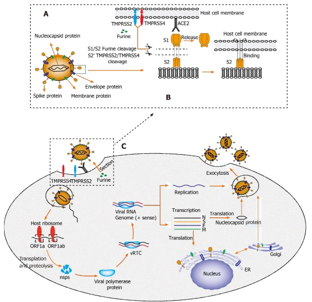 virus covid-19 ảnh hưởng đến gan