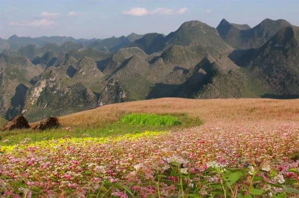 Hoa tam giác mạch bung nở thật đẹp và thơ mộng - Ảnh: Huyền Thương/Boredpanda