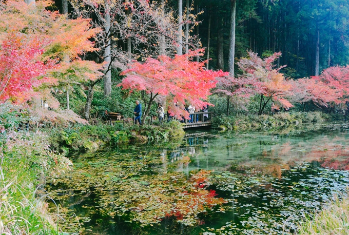 Ao Monet đông khách nhất vào khoảng cuối hè hoặc đầu thu bởi đây là thời điểm hoa loa kèn nước nở hoa. Tuy nhiên, cao điểm nhất có lẽ vào khoảng tháng 11, khi những tán lá phong ngả màu đỏ, in bóng xuống mặt ao, càng làm cho bức tranh thu thêm phần diễm lệ, tình tứ. Mặc dù tiếp đón lượng khách đông như vậy nhưng cảnh quan ao Monet vẫn được bảo tồn, gìn giữ tuyệt đối. Du khách luôn có ý thức đi lại nhẹ nhàng, nói chuyện vừa đủ nghe, dường như tránh để những chú cá "giật mình". Ao Monet đông khách nhất vào khoảng cuối hè hoặc đầu thu bởi đây là thời điểm hoa loa kèn nước nở hoa. Tuy nhiên, cao điểm nhất có lẽ vào khoảng tháng 11, khi những tán lá phong ngả màu đỏ, in bóng xuống mặt ao, càng làm cho bức tranh thu thêm phần diễm lệ, tình tứ. Mặc dù tiếp đón lượng khách đông như vậy nhưng cảnh quan ao Monet vẫn được bảo tồn, gìn giữ tuyệt đối. Du khách luôn có ý thức đi lại nhẹ nhàng, nói chuyện vừa đủ nghe, dường như tránh để những chú cá "giật mình".