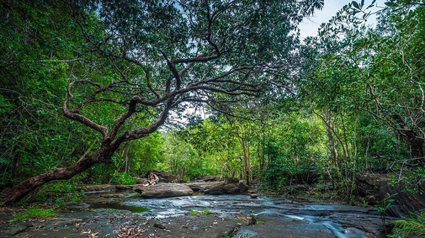 Để đến được đây, bạn có thể chạy theo hướng ấp suối Đá, thuộc xã Dương Tơ, chừng 5 km gặp ngã ba thì rẽ trái vào đoạn đường đất. Bạn chạy thêm đoạn đường khoảng 2 km là tới. Sau khi gửi xe, bạn men theo con đường mòn thêm khoảng 10 phút là đến suối. Con đường sẽ khiến bạn thích thú bởi hoa sim rừng mọc kín hai bên. Ảnh: Alb Pictures. Để đến được đây, bạn có thể chạy theo hướng ấp suối Đá, thuộc xã Dương Tơ, chừng 5 km gặp ngã ba thì rẽ trái vào đoạn đường đất. Bạn chạy thêm đoạn đường khoảng 2 km là tới. Sau khi gửi xe, bạn men theo con đường mòn thêm khoảng 10 phút là đến suối. Con đường sẽ khiến bạn thích thú bởi hoa sim rừng mọc kín hai bên. Ảnh: Alb Pictures.