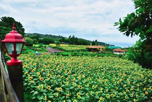 ba-ngoi-lang-hoa-huong-duong-ngo-nhu-co-tich-o-han-quoc-ivivu-7