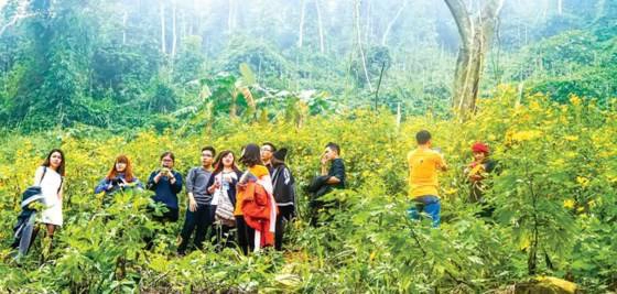 Cuối thu dã quỳ nở khắp các vạt rừng Ba Vì. 