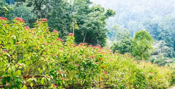 Thỉnh thoảng lại có những khóm trạng nguyên đỏ đua nở.