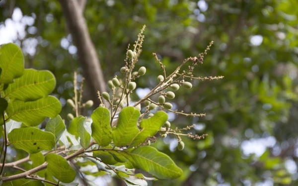 Những trái nhãn non - Ảnh: BÍCH HUỲNH