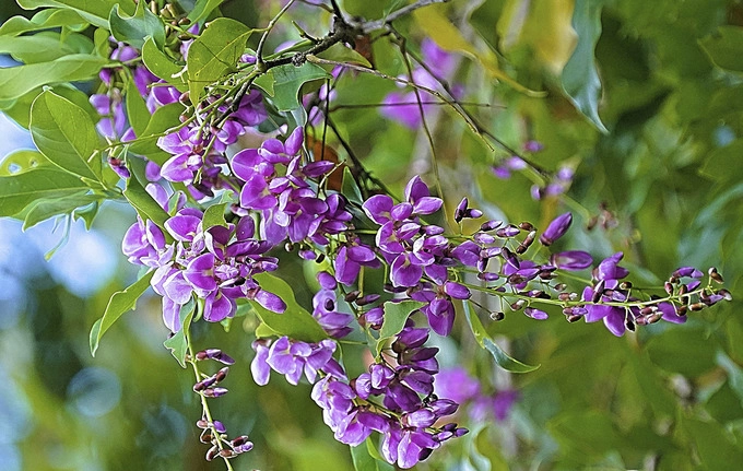 Hoa thàn mát khoe sắc trên Sơn Trà. Vào mùa cây ra hoa, voọc chà vá chân nâu cũng thường lui đến kiếm thức ăn. Ảnh: Lê Phước Chín. Hoa thàn mát khoe sắc trên Sơn Trà. Vào mùa cây ra hoa, voọc chà vá chân nâu cũng thường lui đến kiếm thức ăn. Ảnh: Lê Phước Chín.