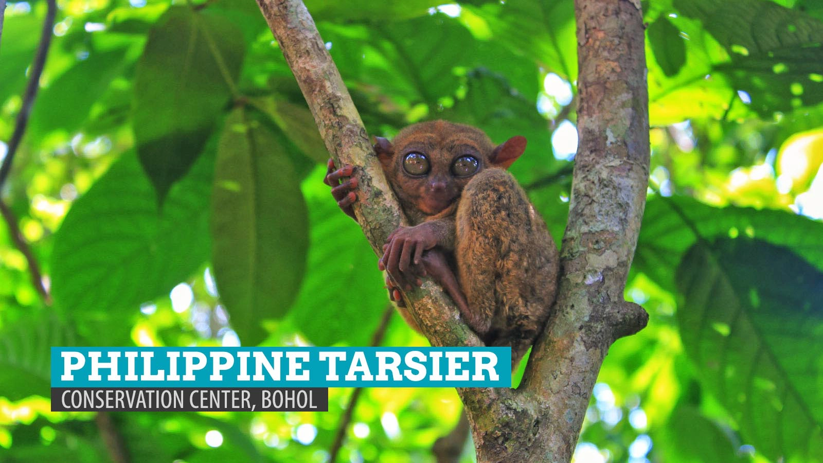 Cận cảnh khỉ lùn Tarsier. Ảnh: thepoortraveler Cận cảnh khỉ lùn Tarsier. Ảnh: thepoortraveler