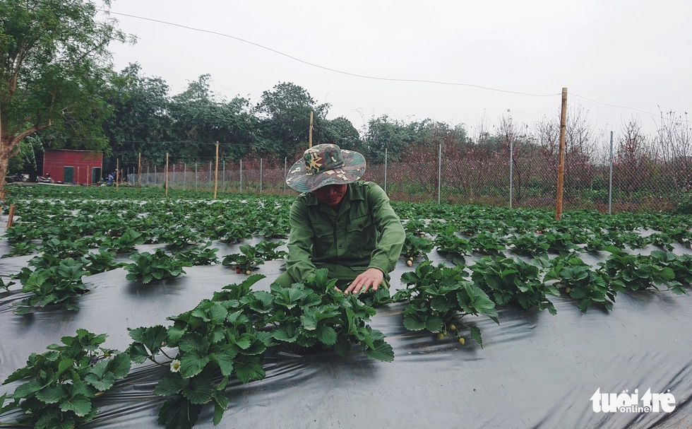 Chú Vũ Văn Lực, kỹ thuật viên chăm sóc dâu tây, thường xuyên ra vườn kiểm tra sức khỏe cho dâu - Ảnh: NGUYỄN HIỀNẻDắt thú cưng đến triển lãm tranh cứu hộ chó mèoDắt thú cưng đến triển lãm tranh cứu hộ chó mèo