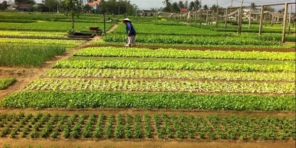 Làng rau Trà Quế.