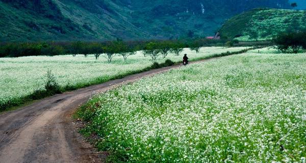 Cánh đồng hoa cải trắng trải dài bất tận. 