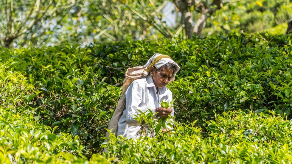  Người dân Sri Lanka hái những búp trà tươi.