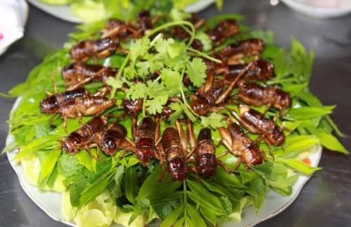 Món dế rang thơm ngon và béo ngậy. Món dế rang thơm ngon và béo ngậy.