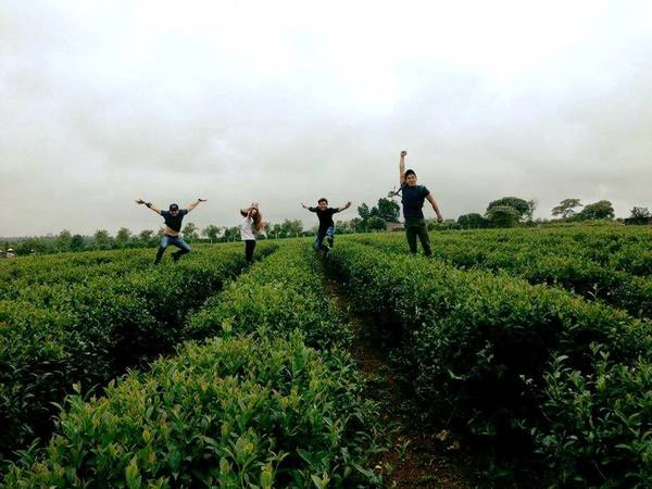 Đến thăm ngôi nhà nào của Bảo Lộc, bạn sẽ đươc gia chủ tiếp đón bằng những bát chè xanh chát thanh mát, thơm nồng. Ảnh: Lê Cảnh Trung.