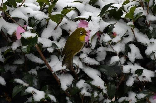 JAPAN-WEARTHER-SNOW