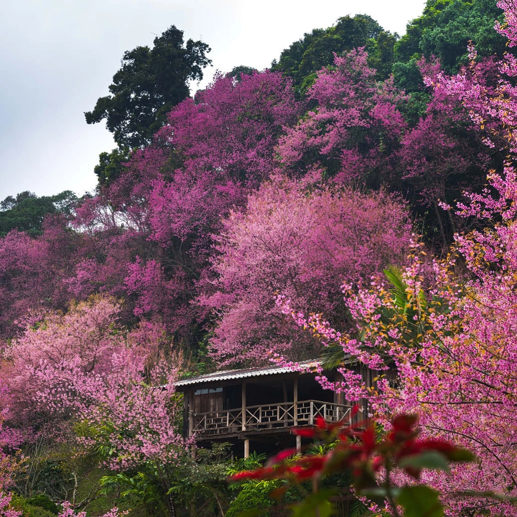 hoa-anh-dao-chiang-mai-ivivu-1