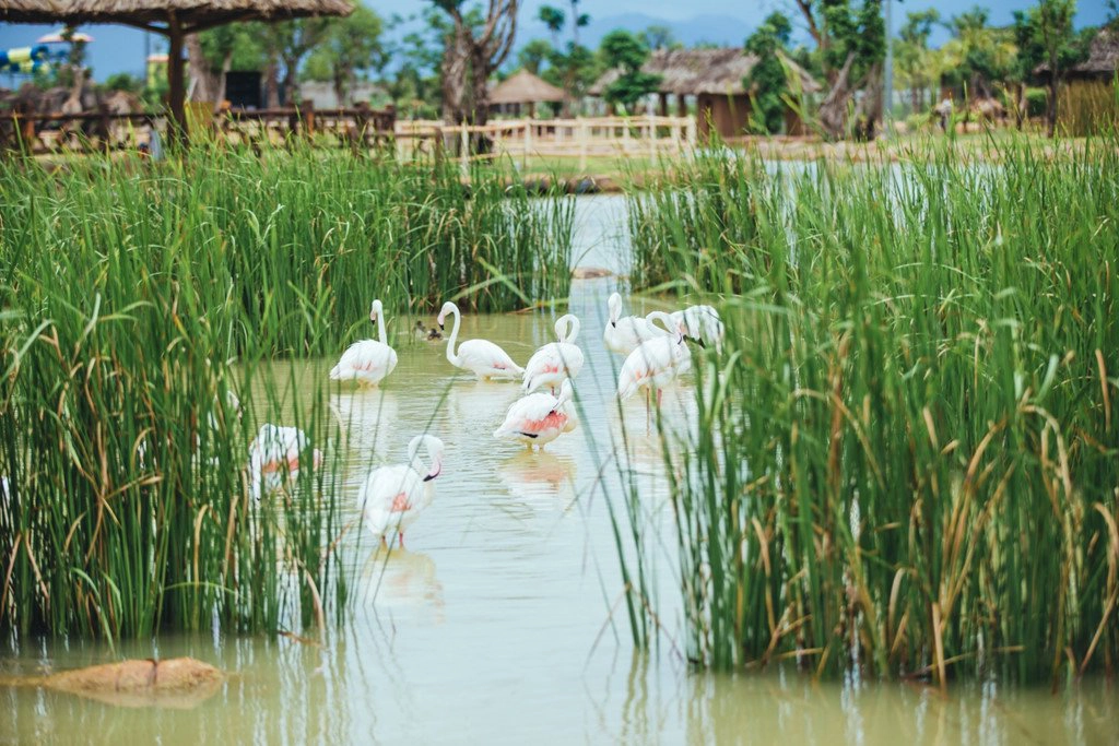 Bí-kíp-ăn-chơi-hết-Hội-An-trong-3N2Đ-vô-cùng-chi-tiết-cho-hội-gà-mờ-ivivu-31