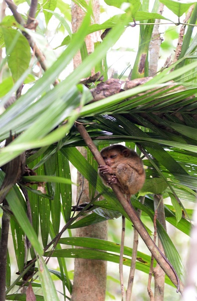 Tarsier - loài linh trưởng nhỏ nhất thế giới đang được bảo tồn trên đảo Bohol Tarsier - loài linh trưởng nhỏ nhất thế giới đang được bảo tồn trên đảo Bohol