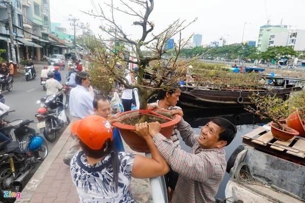 Những chậu mai lớn thường có giá dao động khoảng một đến hai triệu đồng.