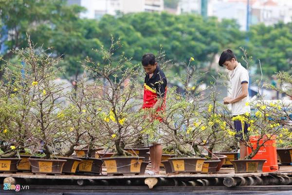 Mai được vặt nụ và lá phù hợp để bảo đảm nở đúng Tết.