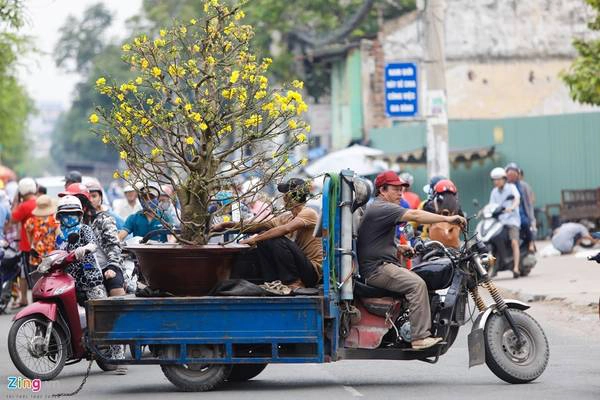 Chậu mai đẹp đã có chủ nhân và được chuyển về nhà. Thông thường, người bán bao xe trong bán kính 3 km, xa hơn thì người mua phải trả thêm phí.