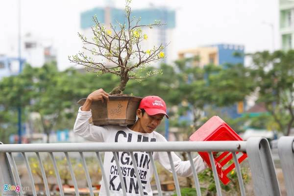 Anh Thuận (Cái Mơn) chuyển hoa lên bờ để bán. Anh cho biết một chậu mai như thế này có giá khoảng 500.000-700.000 đồng tùy hình dáng.