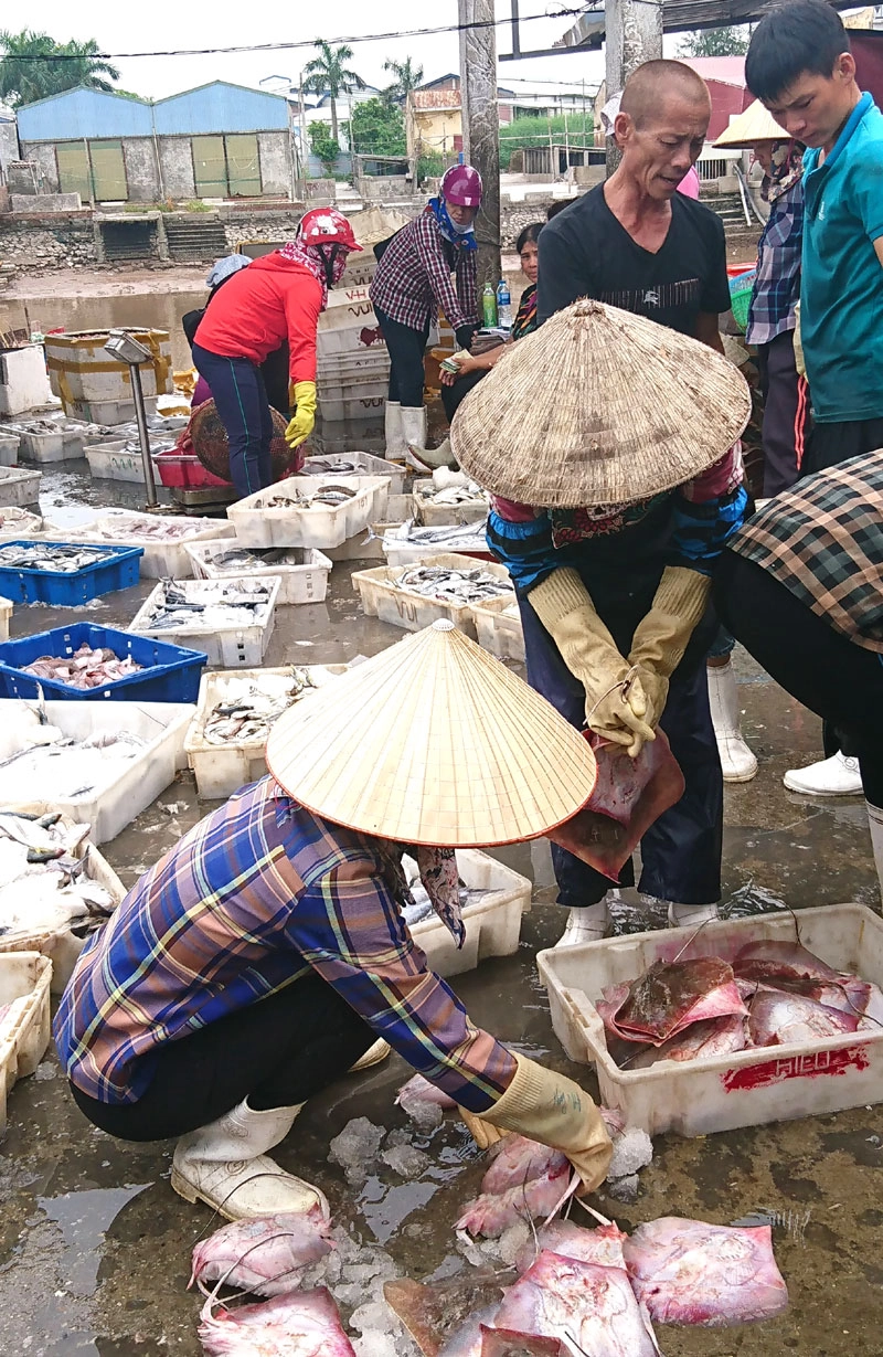 Những con cá đuối còn tươi rói đang được bán sang tay người mua buôn. Những con cá đuối còn tươi rói đang được bán sang tay người mua buôn.