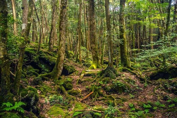 Aokigahara là khu rừng ở phía tây bắc chân núi Phú Sĩ, cách thủ đô Tokyo 100 km. Với những tán lá rậm xanh dày, nơi đây được mệnh danh là “Biển Cây”. Cây cối trong rừng Aokigahra phát triển nhanh chóng trên nền dung nham cứng trải dải 30 km2 từ vụ phun trào lớn nhất của Phú Sĩ vào năm 864. Ảnh: Mental Floss. Aokigahara là khu rừng ở phía tây bắc chân núi Phú Sĩ, cách thủ đô Tokyo 100 km. Với những tán lá rậm xanh dày, nơi đây được mệnh danh là “Biển Cây”. Cây cối trong rừng Aokigahra phát triển nhanh chóng trên nền dung nham cứng trải dải 30 km2 từ vụ phun trào lớn nhất của Phú Sĩ vào năm 864. Ảnh: Mental Floss.