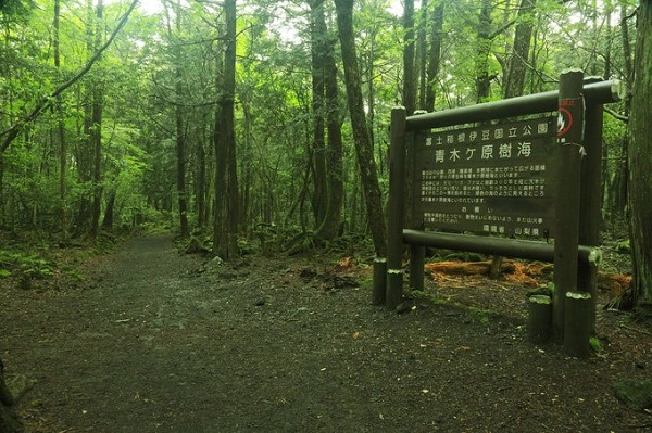 Theo truyền thuyết, Aokigahara được cho bị các yurei hay những bóng ma từ thần thoại Nhật Bản ám ảnh. Những năm gần đây, khu rừng trở thành địa điểm tự sát nổi tiếng nhất thế giới, sau hàng loạt vụ tự tử xảy ra. Ảnh: Agency Vũ. Theo truyền thuyết, Aokigahara được cho bị các yurei hay những bóng ma từ thần thoại Nhật Bản ám ảnh. Những năm gần đây, khu rừng trở thành địa điểm tự sát nổi tiếng nhất thế giới, sau hàng loạt vụ tự tử xảy ra. Ảnh: Agency Vũ.