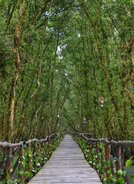 Cây cầu gỗ trong rừng được dựng lên chủ yếu để phục vụ việc ngắm cảnh, chụp hình của khách. Vé tham quan cầu có giá 15.000 đồng một người.