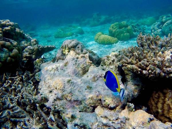 Lặn biển là một dịch vụ rất thú vị ở Maldives.