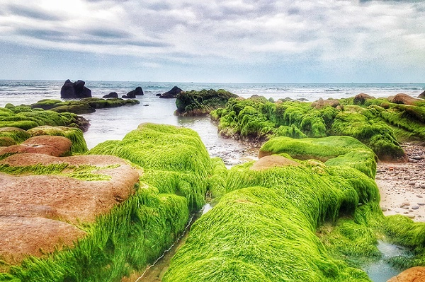 Trên nhiều hòn đá ở Cổ Thạch, lớp bám trên đá thường là rong, ít thấy rêu. Trên nhiều hòn đá ở Cổ Thạch, lớp bám trên đá thường là rong, ít thấy rêu.