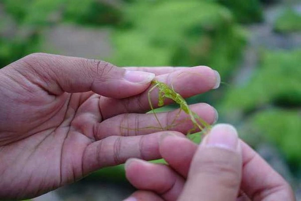 Những sợi rong sẽ bám chặt thành từng khóm trên những mỏm đá. Tùy diện tích đá mà rong sẽ bám nhiều hay ít, khi cầm có cảm giác như sợi nilon. Vào mùa nắng, lớp rong rêu này sẽ mất đi để lộ bãi đá nhiều mắc sắc nằm ươm mình dưới nắng. Những sợi rong sẽ bám chặt thành từng khóm trên những mỏm đá. Tùy diện tích đá mà rong sẽ bám nhiều hay ít, khi cầm có cảm giác như sợi nilon. Vào mùa nắng, lớp rong rêu này sẽ mất đi để lộ bãi đá nhiều mắc sắc nằm ươm mình dưới nắng.
