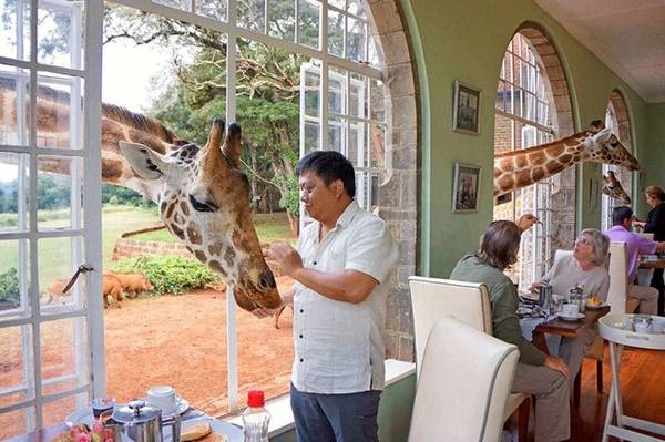 Là một khách sạn độc đáo ở Nairobi, Kenya, Giraffe Manor rộng 600.000m2 nơi có cả một đàn hươu cao cổ thuộc giống Rothschild quý hiếm. Không chỉ được vuốt ve chúng mà ngay cả khi ăn sáng, ngủ, chụp ảnh... du khách cũng khó lòng chối từ những con vật thân thiện này. Là một khách sạn độc đáo ở Nairobi, Kenya, Giraffe Manor rộng 600.000m2 nơi có cả một đàn hươu cao cổ thuộc giống Rothschild quý hiếm. Không chỉ được vuốt ve chúng mà ngay cả khi ăn sáng, ngủ, chụp ảnh... du khách cũng khó lòng chối từ những con vật thân thiện này.